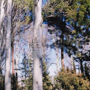Plátanos sin hojas, pinos y otros árboles en el Jardín del Príncipe en Aranjuez