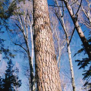 Tronco de un pino junto a otros árboles en el Jardín del Príncipe en Aranjuez