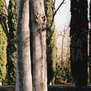 Tronco de un plátano con una hendidura en la corteza y cipreses en el Jardín del Príncipe en Aranjuez