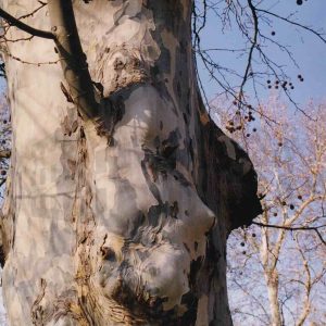 Tronco de un plátano con varias protuberancias