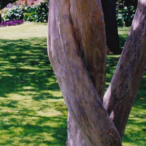Troncos enroscados de un Árbol de Júpiter en el Jardín del Parterre en Aranjuez