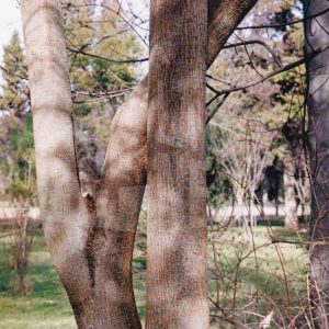 Varios árboles en el Jardín del Príncipe en Aranjuez