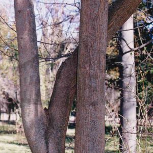 Varios árboles en el Jardín del Príncipe en Aranjuez