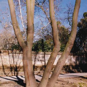 Varios árboles en el Jardín del Príncipe en Aranjuez