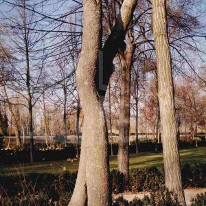 Varios árboles en el Jardín de la Isla en Aranjuez