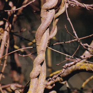 Dos ramas enroscadas