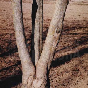 Un árbol con tres ramificaciones en el Jardín de la Isla en Aranjuez