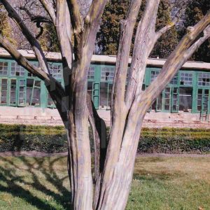 Árbol de Júpiter sin hojas junto al vivero del Jardín del Príncipe en Aranjuez