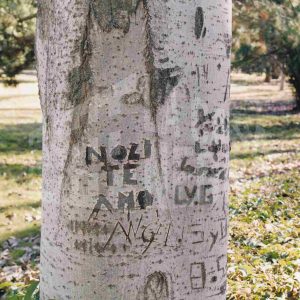 Tronco de un plátano con inscripciones en la corteza