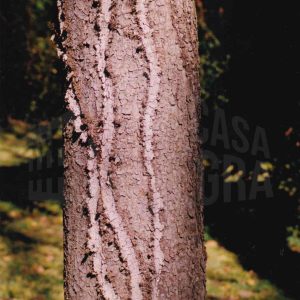 Corteza de un árbol con marcas sinuosas