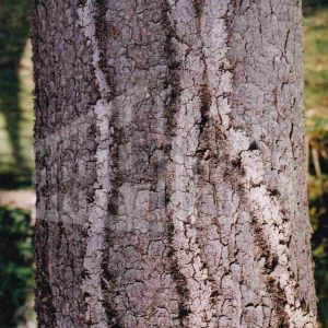 Corteza de un árbol con marcas sinuosas