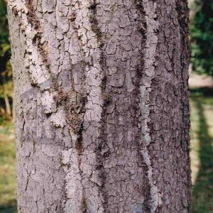 Corteza de un árbol con marcas sinuosas