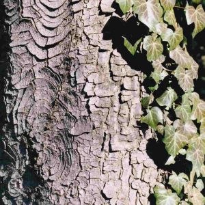 Corteza de un árbol y hojas de hiedra