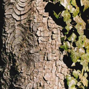Corteza de un árbol y hojas de hiedra