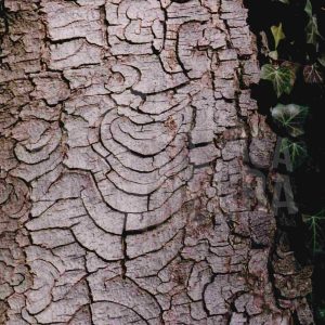 Corteza de un árbol y hojas de hiedra