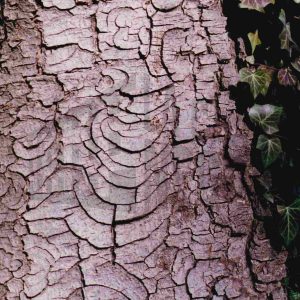 Corteza de un árbol y hojas de hiedra
