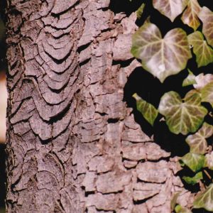 Corteza de un árbol y hojas de hiedra
