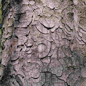 Corteza de un árbol