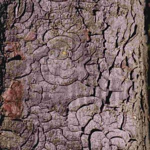 Corteza de un árbol