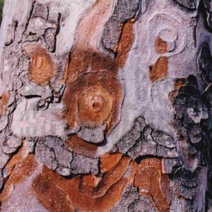 Corteza de un árbol