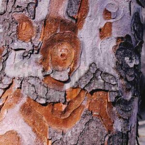 Corteza de un árbol