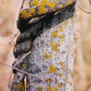 Troncos enrollados cubiertos de líquenes