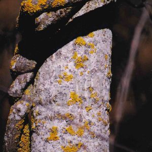 Troncos enrollados cubiertos de líquenes