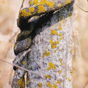 Troncos enrollados cubiertos de líquenes