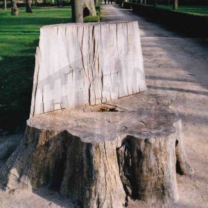 Tocón de un árbol en el Jardín de la Isla en Aranjuez