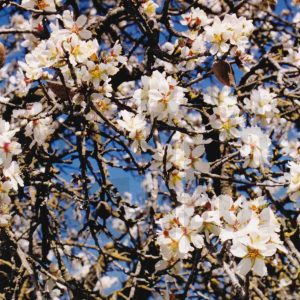 Flores en un almendro