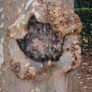 Tronco de un plátano con una hendidura y protuberancias