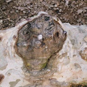 Raíz de un plátano con protuberancias