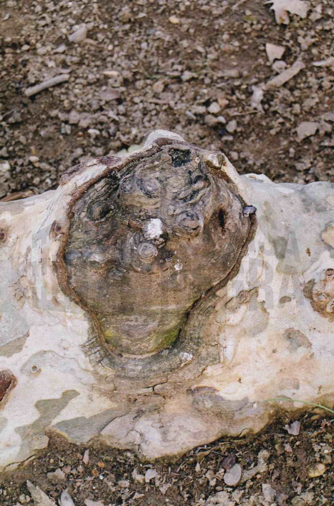 Raíz de un plátano con protuberancias