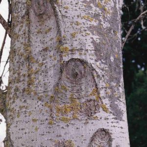 Tronco de un árbol con cicatrices de ramas cortadas