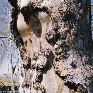 Tronco de un plátano con hendiduras y protuberancias