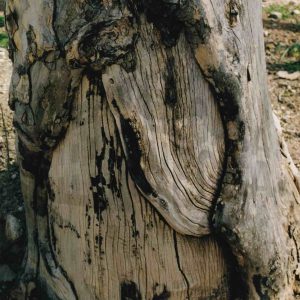 Tronco de un plátano con hendiduras y protuberancias en su base