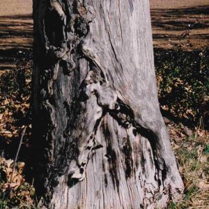 Tronco de un plátano con hendiduras y protuberancias en su base