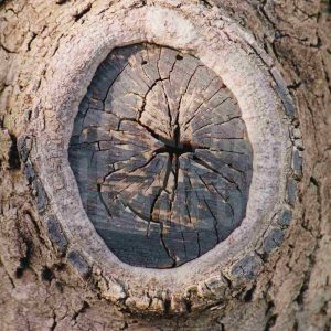 Hendidura circular en la corteza de un árbol