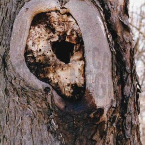 Hendidura circular en la corteza de un árbol