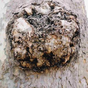 Abultamiento en el tronco de un plátano