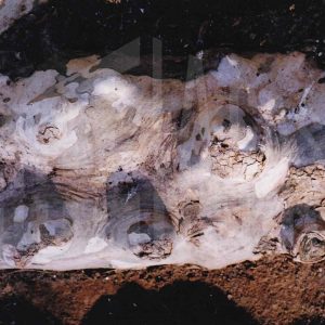 Raíz de un plátano con protuberancias