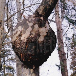 Protuberancia en el tronco de un plátano