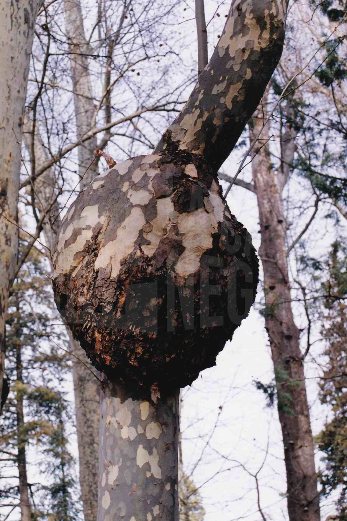 Protuberancia en el tronco de un plátano