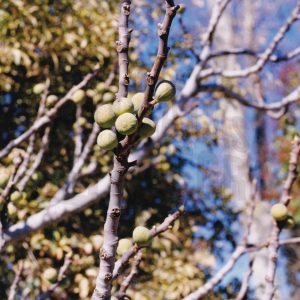 Varios higos en una higuera
