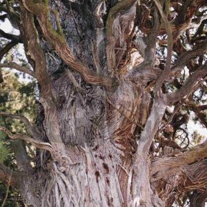 Tronco y ramas de una sabina