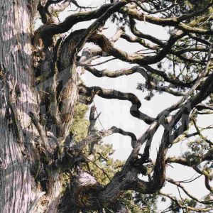 Tronco y ramas de una sabina