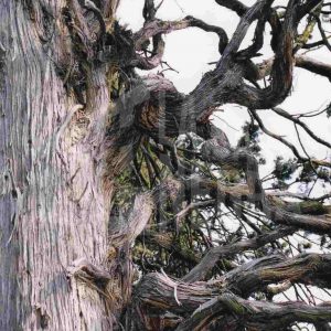 Tronco y ramas de una sabina