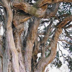 Tronco y ramas de una sabina