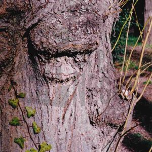 Protuberancias en el tronco de un árbol