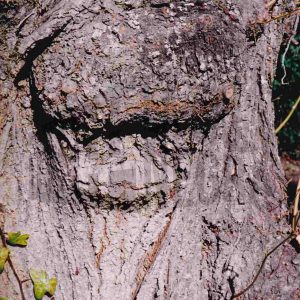 Protuberancias en el tronco de un árbol